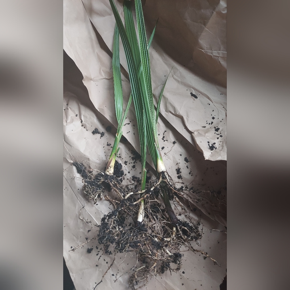 2 x Date Palm Tree Medjool 1 Year Old